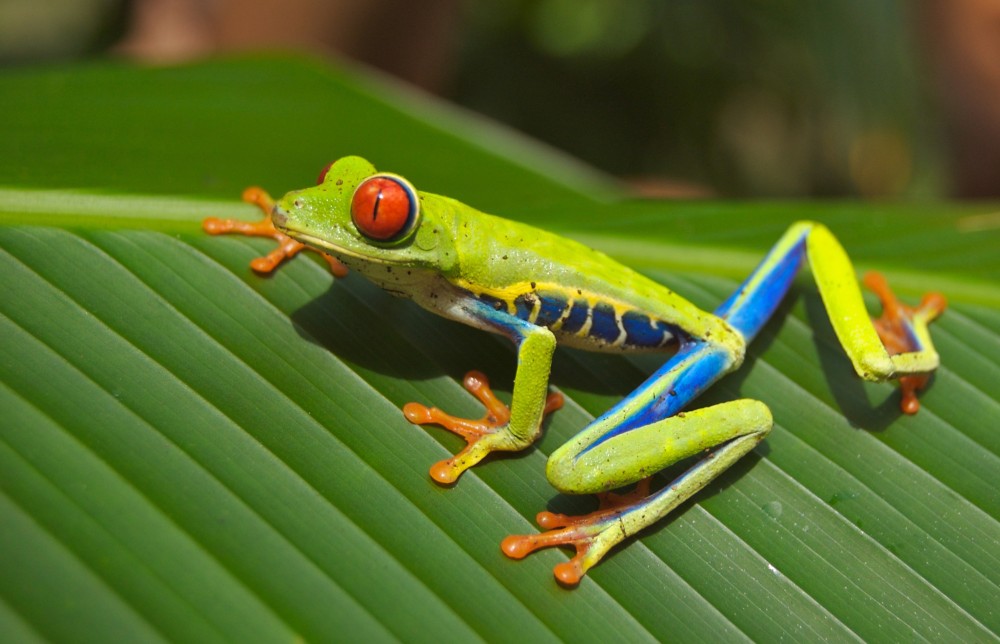 8 Day Exotic Costa Rica Wildlife Package with Tortuguero