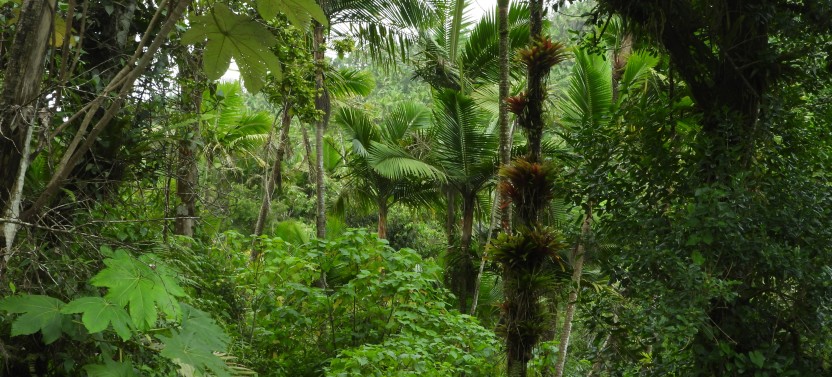 Natural Pool River Nature Walk & Luquillo Beach Combo