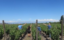 Maipo Valley Wine Tours4