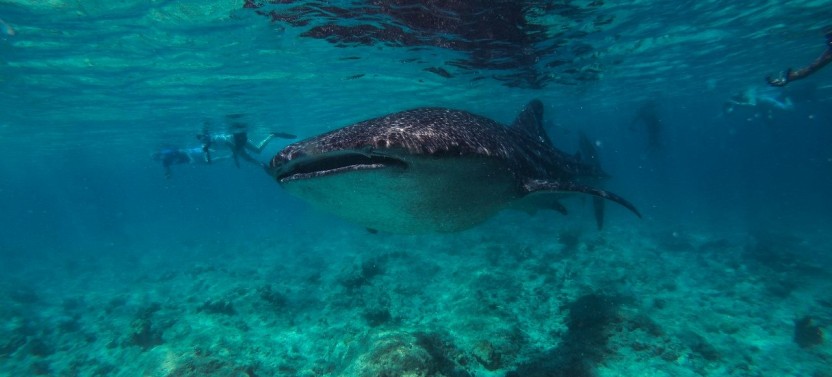 Maldives Marine Life Break - 4D/3N
