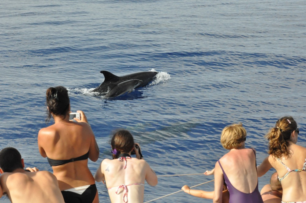 Arieiro Peak & Cristo Rei + Dolphin Watching