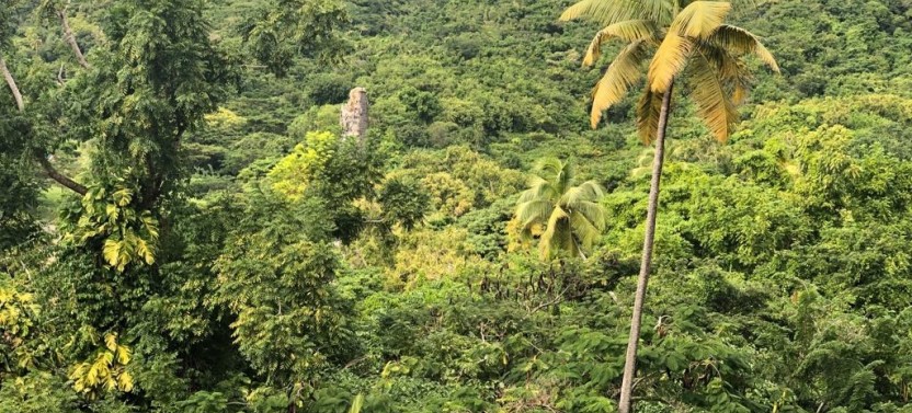 Rainforest Tour