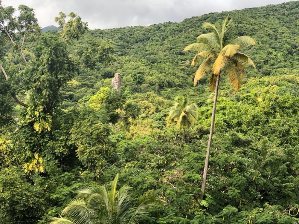 Rainforest Tour