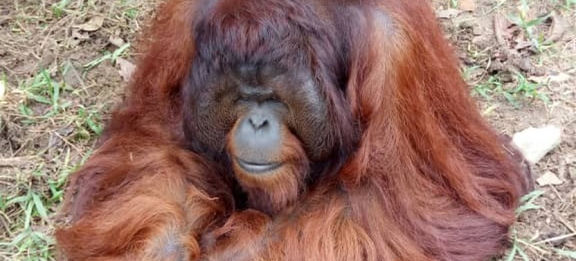 4D 3N Tour: Penang, Cameron Highlands, Taman Negara - Kuala Lumpur