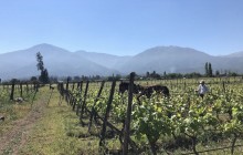 Private Wine Trekking Tour and a Chilean Country Grill