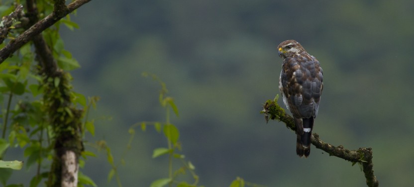 Birdwatching At Arenal Lake and Peninsula trail