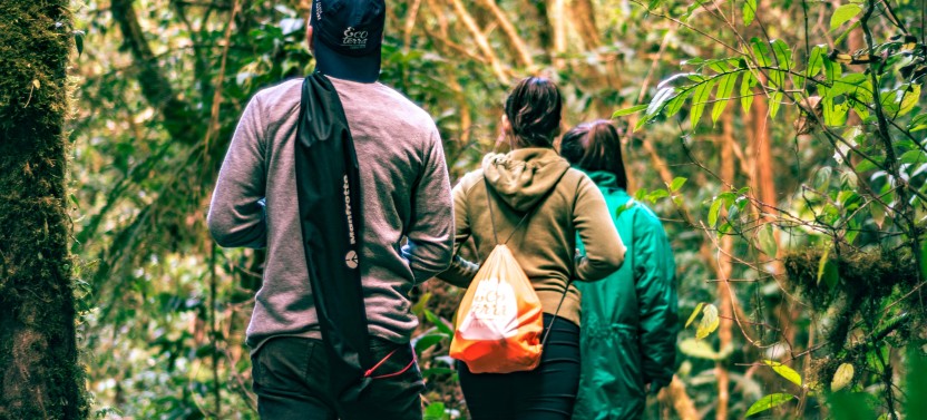 Birdwatching At Cloud forest Juan Castro Blanco National Park