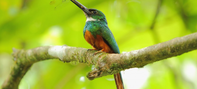 Birdwatching At Ecocenter Danaus