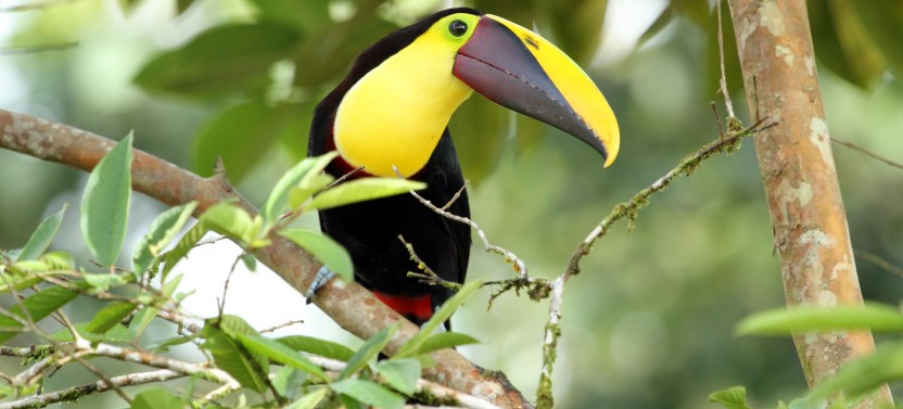 Birdwatching At Rio Celeste