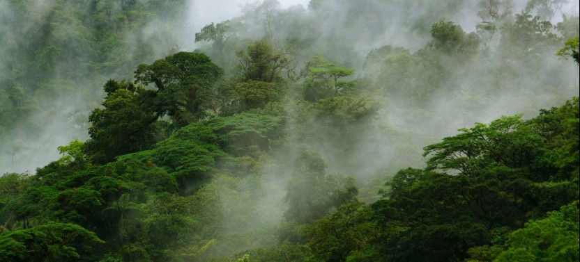 Children's Eternal Rain Forest Expedition
