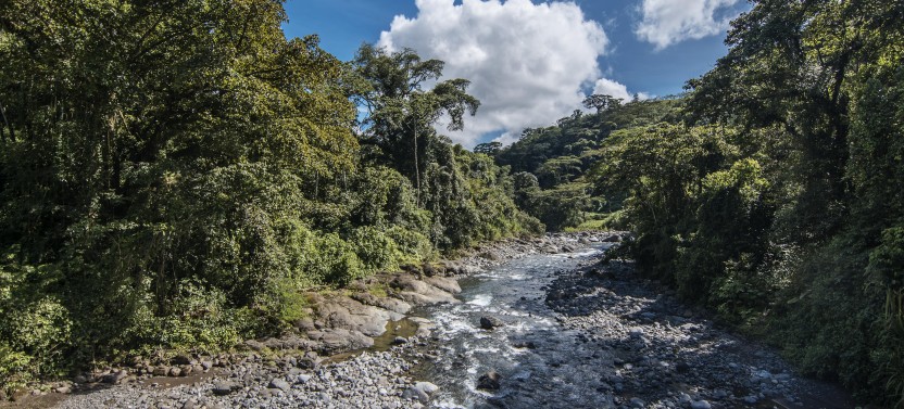 Children's Eternal Rain Forest Expedition