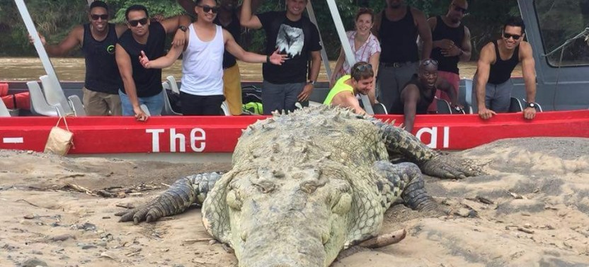 Private Tour: Crocodile Safari Expedition & Carara National Park Walk