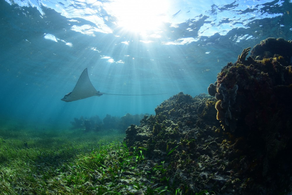 Snorkel Native Park Tour Reef Snorkeling in Puerto Morelos Cancun