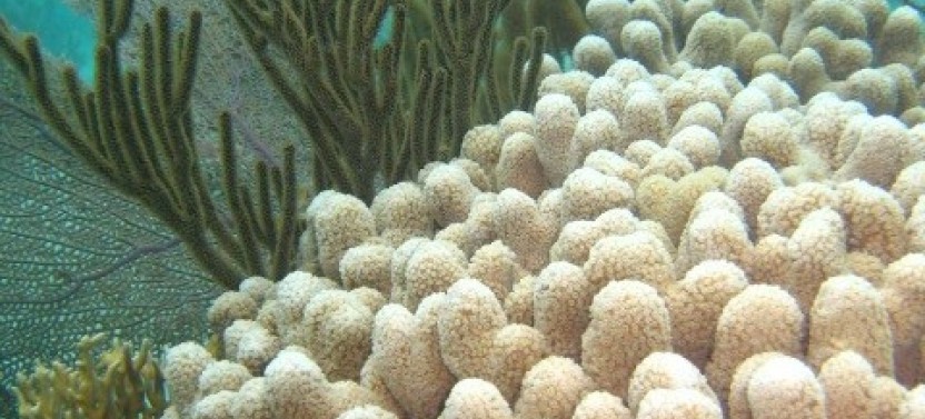 Snorkeling: Mexico Rocks