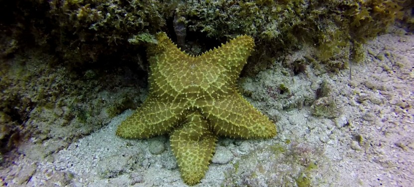 Snorkeling: Mexico Rocks