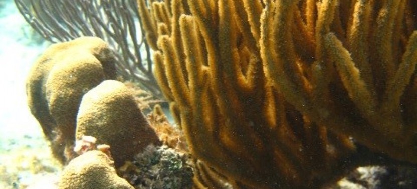 Snorkeling: Mexico Rocks