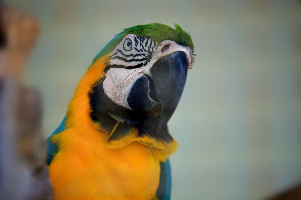 Coral World Ocean Park