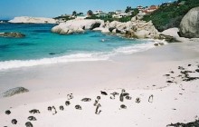 The Ultimate Cape Point Tour