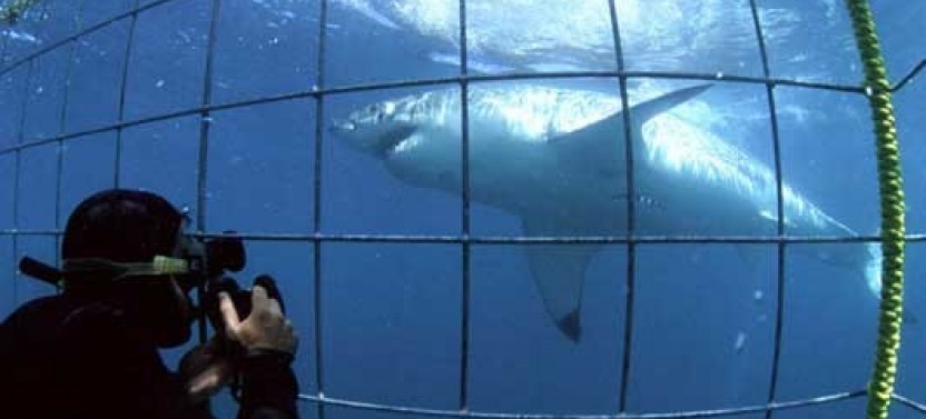 Shark Cage Diving in Gansbaai