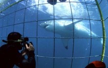 Shark Cage Diving - Gansbaai