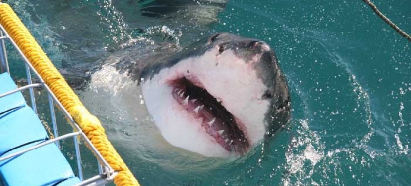 Shark Cage Diving in Gansbaai