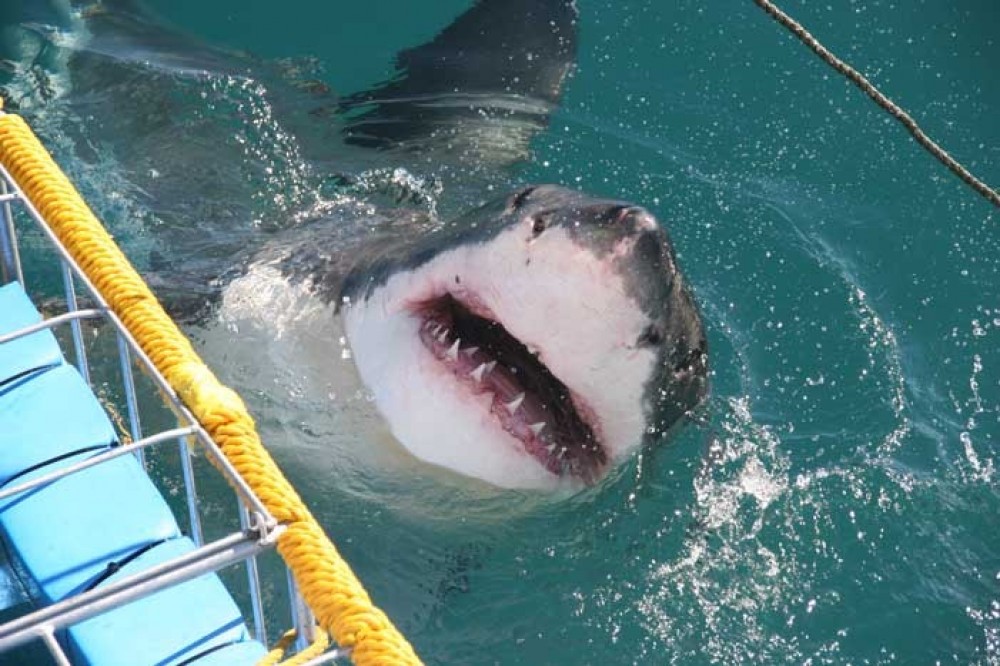 Great White Shark Cage Diving from Cape Town - Cape Town | Project ...