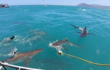 Shark Cage Diving - Gansbaai