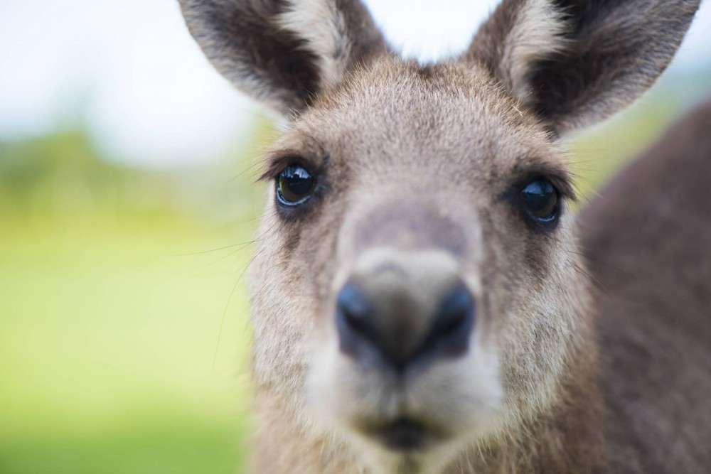 iWander Tasmania