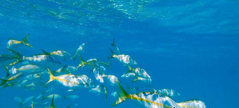 Snorkel Cayo Icacos: All Inclusive