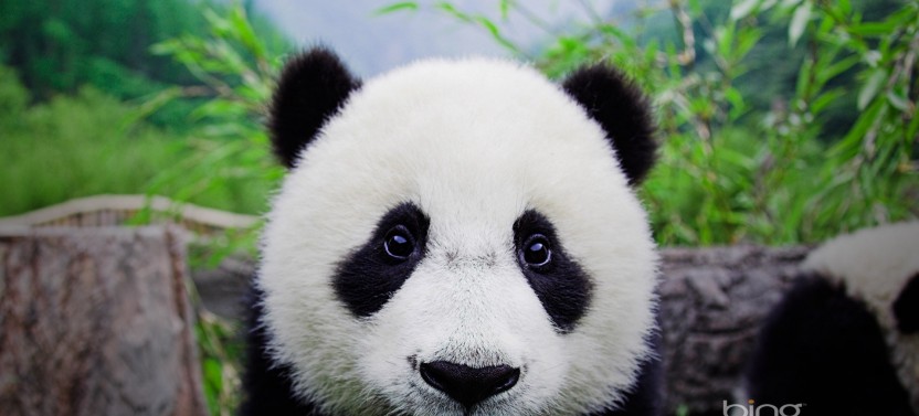 12 Day/11 Night China in Depth Luxury Tour