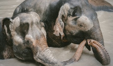 A picture of 10 Day/9 Night Thailand Classic Luxury Tour