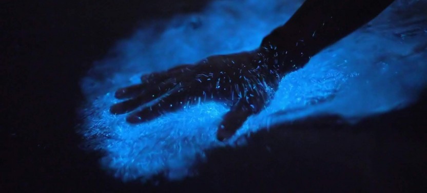 Bio Bay Bioluminescent Kayak Tour