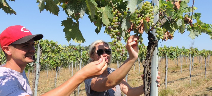 E-bike Chianti Classico Tour With Lunch & Wine Tasting at Winery