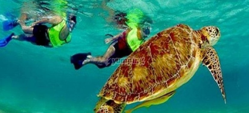Reef Snorkel of Meso American Barrier Reef