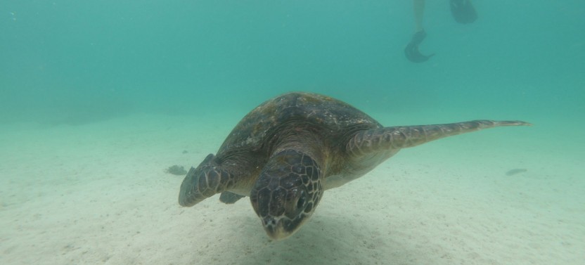 4-Day Classic Galapagos Island Hopping