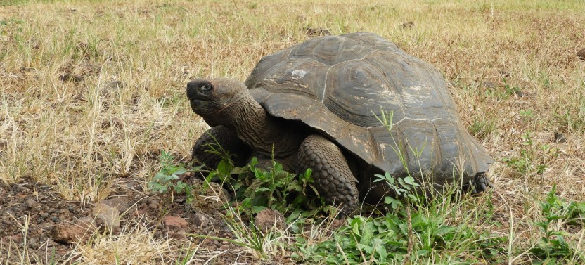6-day Galapagos Island Hopping Budget