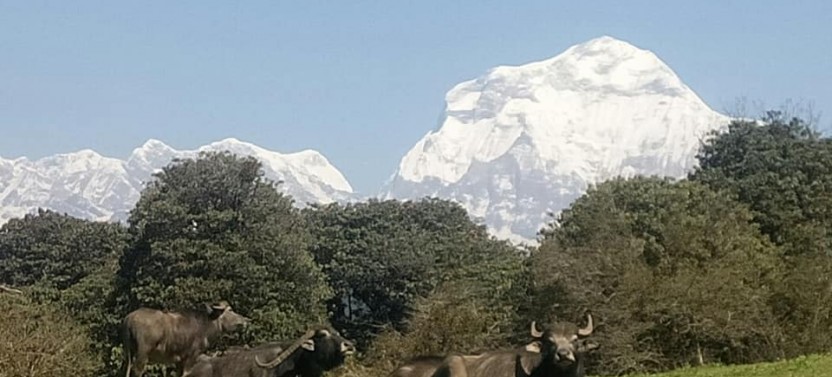 Mardi Himal Trek