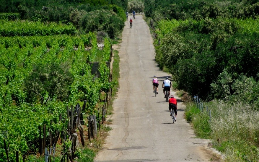 Private Korčula Bike Tour Adventure