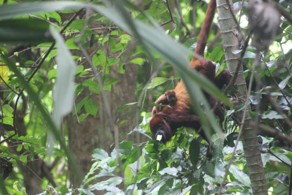 The Jaguar Footprint: Hiking & Gaita Jamming - Cartagena | Project ...