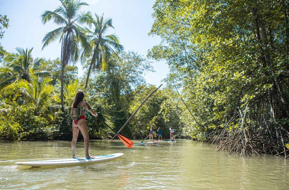 Paddle Board the Mangroves