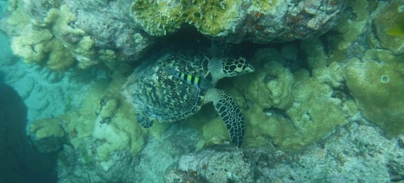 Key West's Morning Reef Snorkel Adventure w/ Breakfast & Mimosas