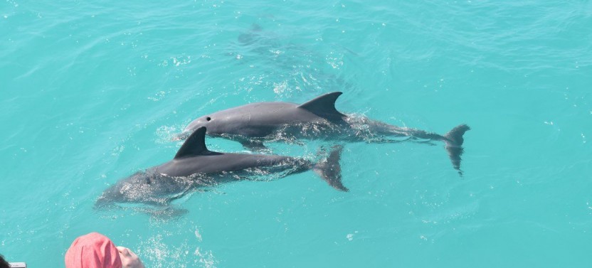 The Triple Combo - Dolphin Watch, Reef Snorkel & Sunset Cruise