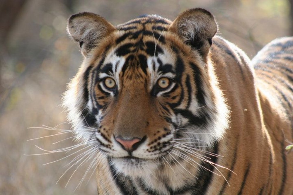 4-Day Ranthambhore Tiger Safari To Agra and Jaipur Private Tour