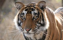 4-Day Ranthambhore Tiger Safari To Agra and Jaipur Private Tour