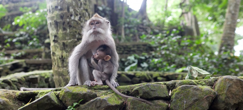 Private Best of Ubud Tour with Jungle Swing