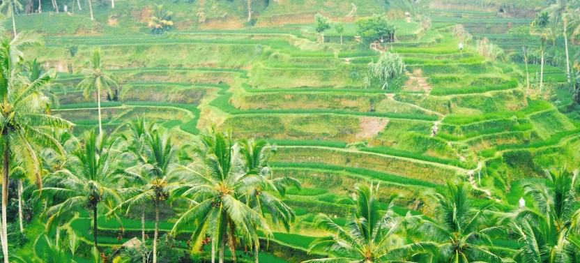 Private Best of Ubud Tour with Jungle Swing
