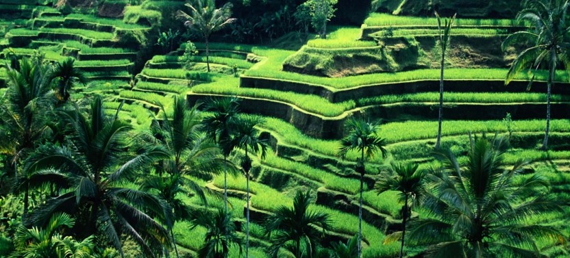 Private Quad Adventure With Ubud Rice Terrace & Monkey Forest