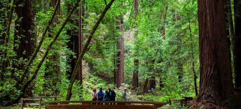 Exclusive Muir Woods, Napa & Sonoma Valley Wine Tour
