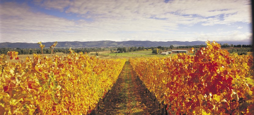 Yarra Valley Wine Day Tour