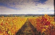 Vinetrekker Wine Tours3